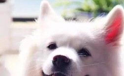 狗狗发情期有什么反应？如何正确处理？