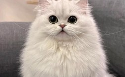 长毛银渐层猫咪最适合哪种猫粮？有哪些推荐？