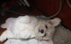 比熊何时可以开始吃鸭肉和鸡肉？年龄限制是什么？