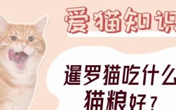 六个月的暹罗猫一天应该吃多少克猫粮？喂食暹罗猫需要注意什么？