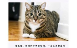 野狸花猫能吃猫粮吗？吃了会有什么后果？