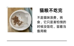 猫饿着也不吃新粮怎么回事？猫咪拒绝新猫粮的原因是什么？
