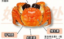 螃蟹的营养价值及功效