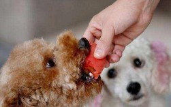 狗狗饭量减少怎么回事？如何判断是否正常？