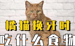 换牙期猫咪吃猫粮需要注意什么？
