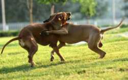 狮子座心仪的宠物罗威纳犬特质