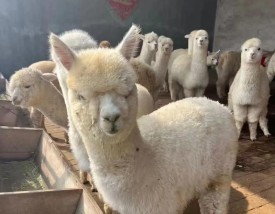 狗咖中为何会有羊驼？这种搭配有何特殊意义？