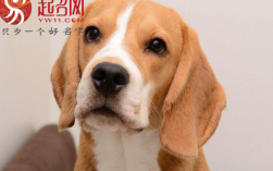 摩羯座心仪的宠物茶杯犬特点