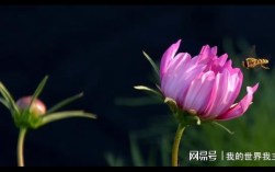 巨蟹座失业后如何提供情感陪伴安慰