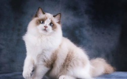 处女座喜欢的宠物布偶猫毛色