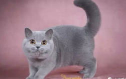 处女座钟情的宠物英国短毛猫毛色