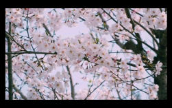 白羊座最喜欢哪种樱花