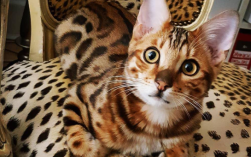 白羊座钟情的宠物豹猫品种