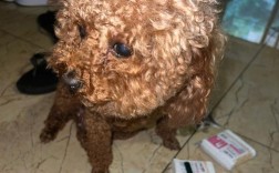 狗狗耳朵痒买什么药膏？如何正确选择和使用？