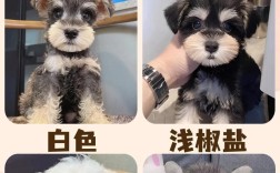寿阳雪纳瑞犬价格是多少？购买时需考虑哪些因素？