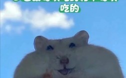 仓鼠可以吃专为其制作的肠吗？为什么适合或不适合？