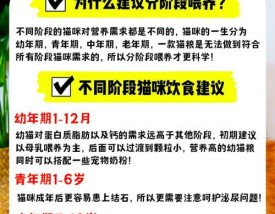用猫粮吻猫脸对猫有好处吗？这样做可能带来哪些后果？