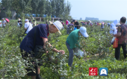 金牛座喜欢的田园采摘活动