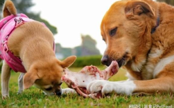 射手座偏好的宠物吉娃娃犬特性