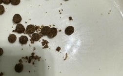 猫粮长小虫了应该怎么办？