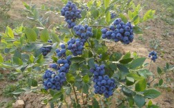 蓝莓什么时候开花结果？蓝莓适合什么季节种植