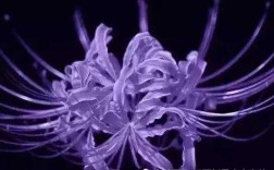 彼岸花代表什么爱情？曼珠沙华·彼岸花