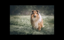 狮子座钟情的宠物德国牧羊犬特质