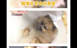 双子座喜爱的宠物八哥特点