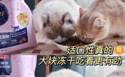 幼猫吃成年猫粮吐黄水怎么回事？如何处理？