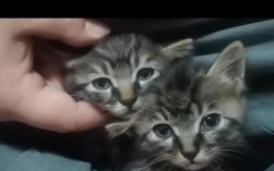 猫在英语中是宠物还是家畜的表达方式？
