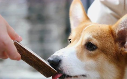 天秤座青睐的宠物柯基犬萌点