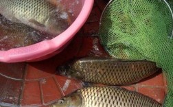东北鲤鱼垂钓技巧有哪些？如何提高垂钓成功率？