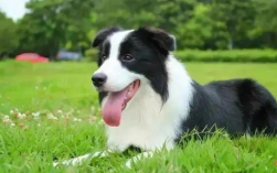 狮子座心仪的宠物边境牧羊犬特质