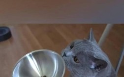 蓝猫食用不活跃猫粮会有何后果？
