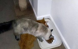 猫咪拒绝进食猫粮并频繁扒拉是为什么？