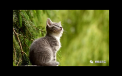 处女座适合饲养的宠物折耳猫种类