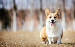 双子座喜欢的宠物柯基犬性格