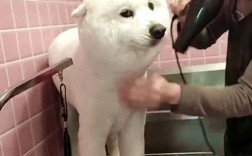 如何将狗的毛发修剪成羊驼造型？修剪过程中需要注意什么？
