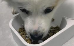 狗能吃热干面吗？为何更推荐狗粮？