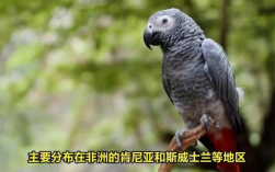 天秤座喜欢的宠物非洲灰鹦鹉特点