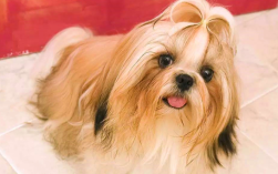 水瓶座适合饲养的宠物西施犬毛色