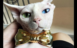 狮子座最适合养什么宠物猫？